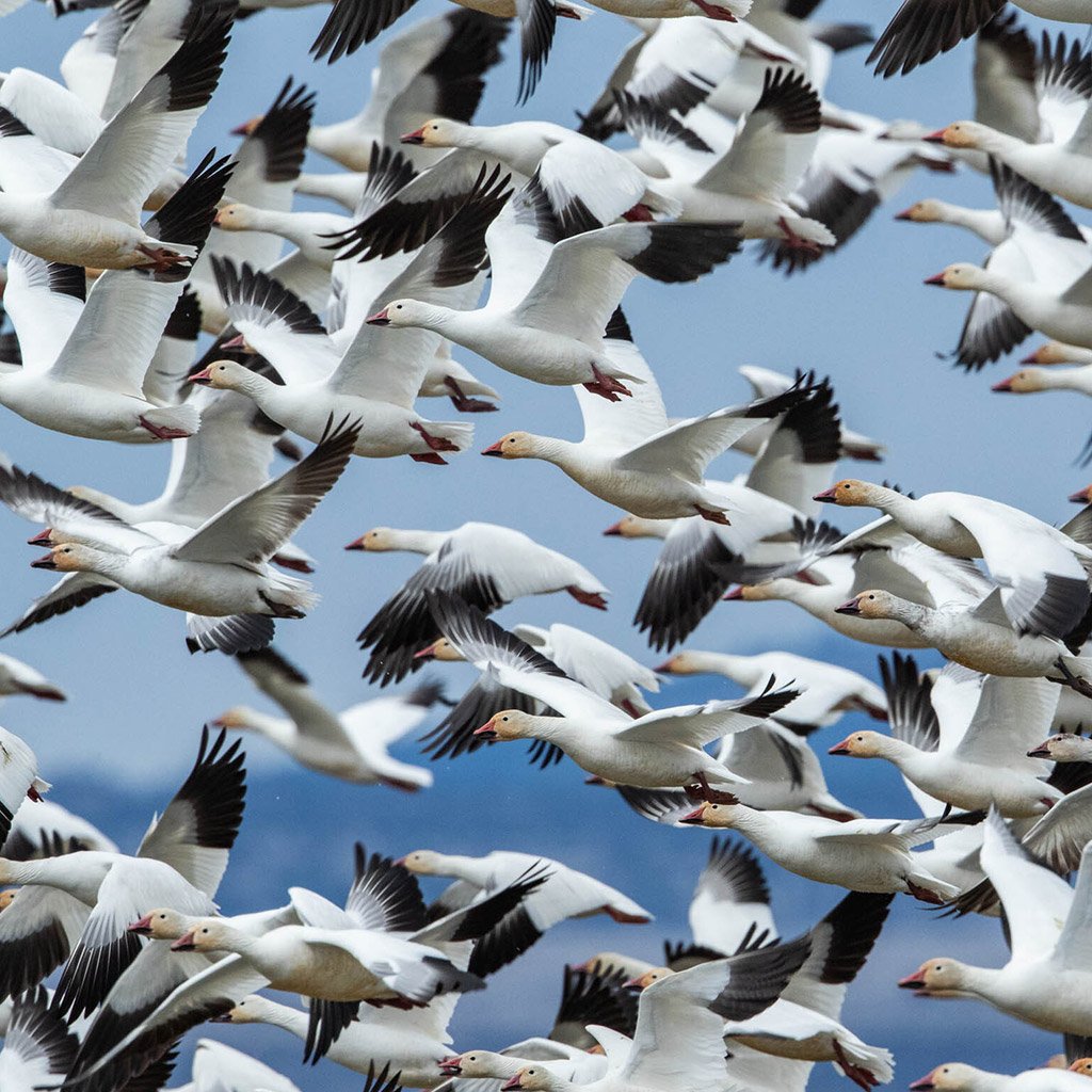 Snow-Geese-046-(2)